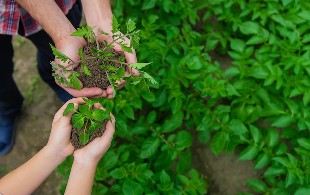 Père et fille plantent des semis dans le jardin