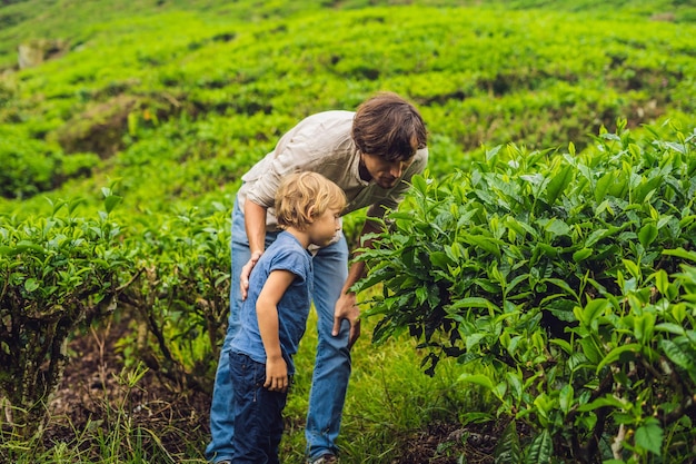 Père et fils voyagent dans une plantation de thé en Malaisie. Voyager avec le concept d'enfants