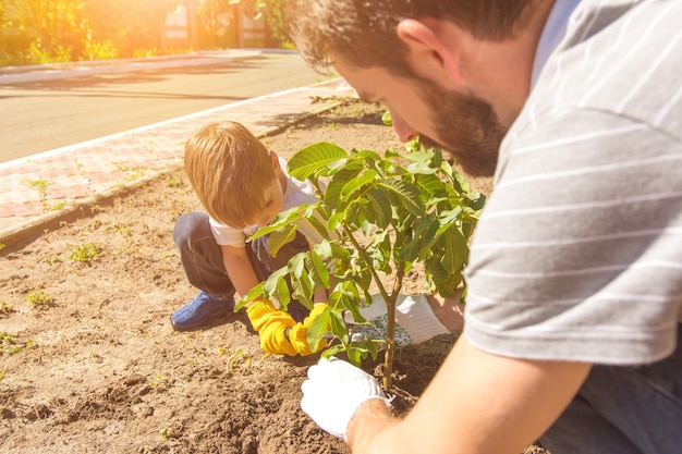 Le père et un garçon plantent un petit arbre