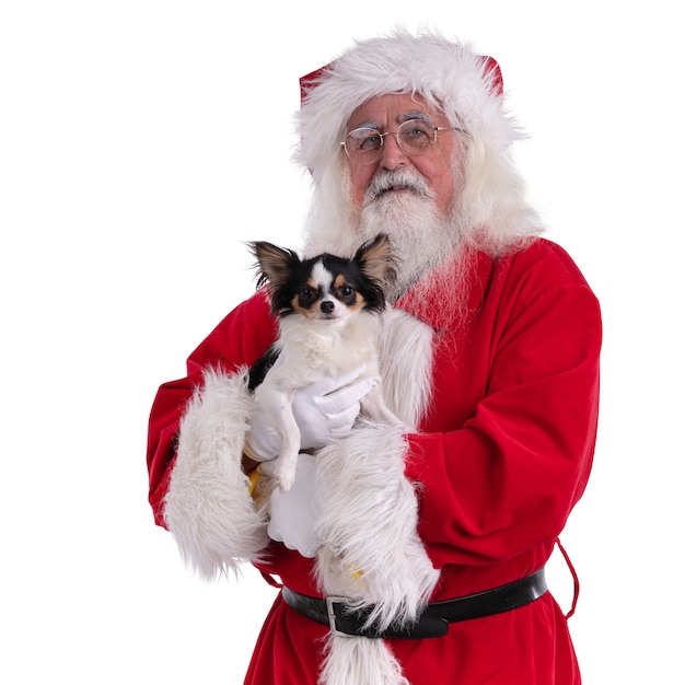 Père Noël avec un chihuhua dans ses mains sur un espace blanc