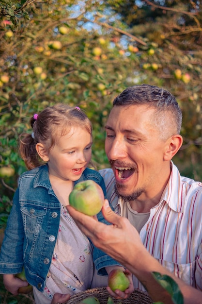 Photo un père et sa fille cueillent des pommes d'un arbre un chaud jour d'automne au coucher du soleil sous les rayons du soleil un jeune homme avec sa fille récoltent des pommes dans un panier de osier dans le verger