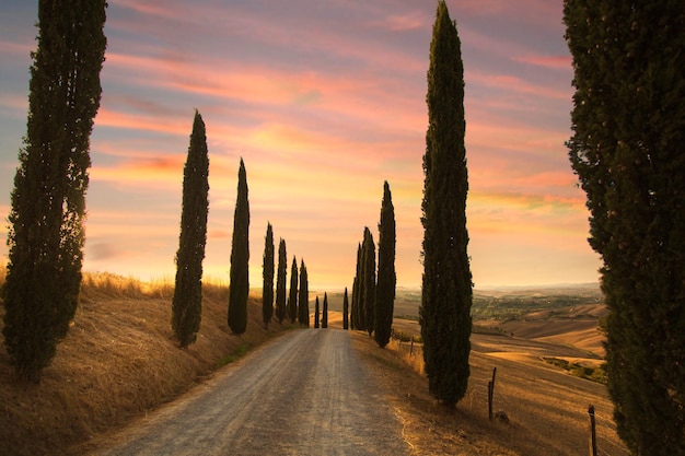 Perfect Road Avenue à travers les cyprès au coucher du soleil - paysage toscan. Val d'Orcia Toscane Italie