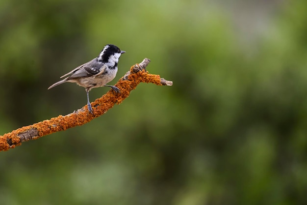 Periparus ater la Mésange est une espèce de passereau de la famille des Paridae