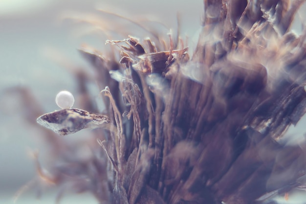 Perles sur les plantes