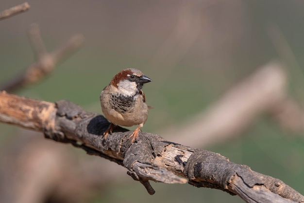 Éperon domestique Passer domesticus Malaga Espagne