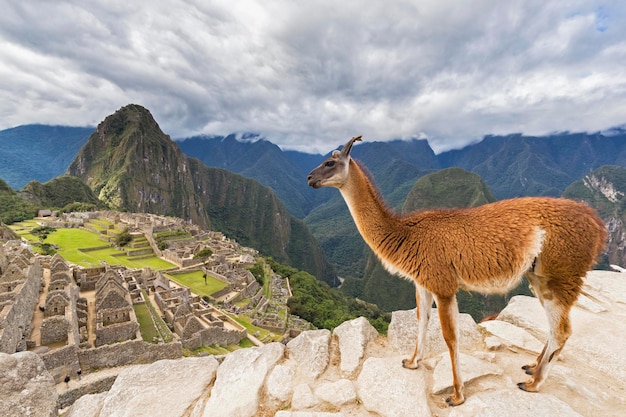 Pérou, Andes, vallée de l'Urubamba, lama au Machu Picchu avec la montagne Huayna Picchu