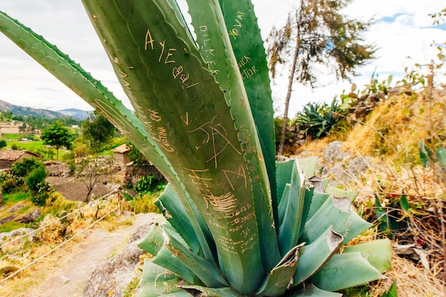 Pérou AVRIL 2019 Une plante d'agave a été dégradée par des graffitis