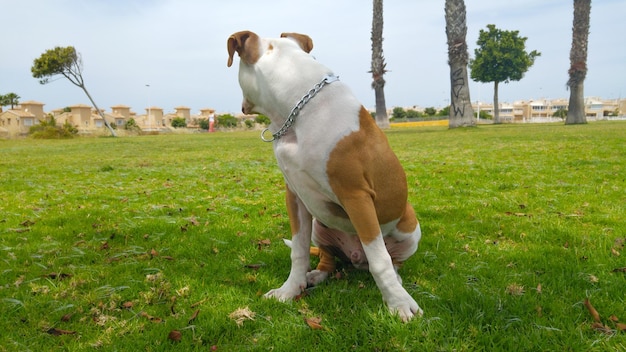 Perro American Staffordshire Terrier dans le parc