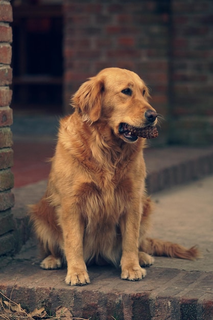 Perro labrador