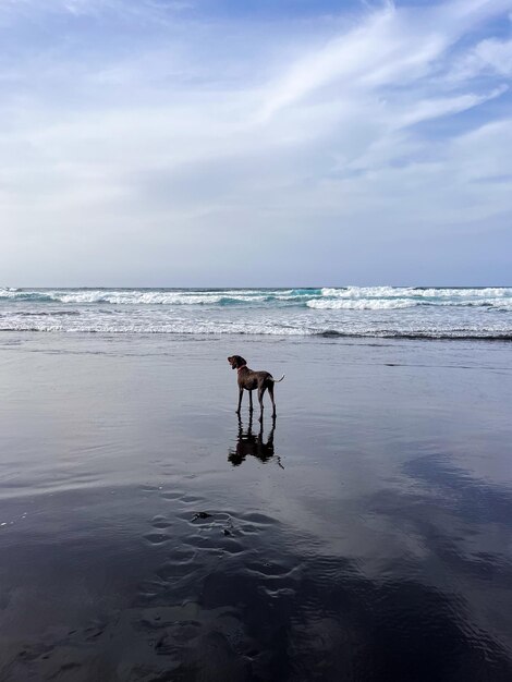 Photo perro mirando hacia el horizonte en una playa de arena negra volcánica en tenerife îles canaries