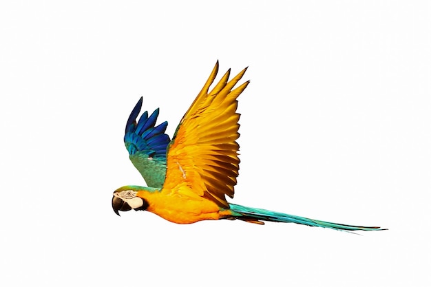 Perroquet ara bleu et or coloré volant isolé sur blanc.