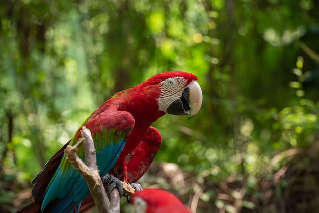 Perroquet ara coloré sur une branche d'arbre