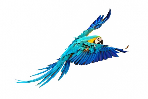 Perroquet ara coloré volant isolé sur blanc.