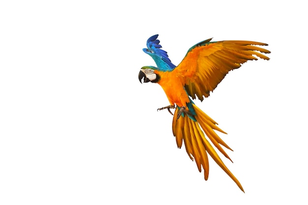 Perroquet ara coloré volant isolé sur fond blanc