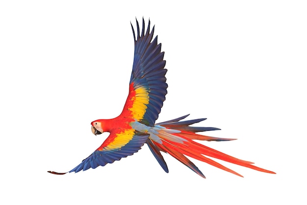 Perroquet ara écarlate volant coloré isolé sur blanc