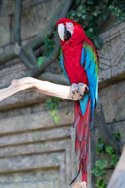 Photo perroquet ara rouge adulte sur une branche