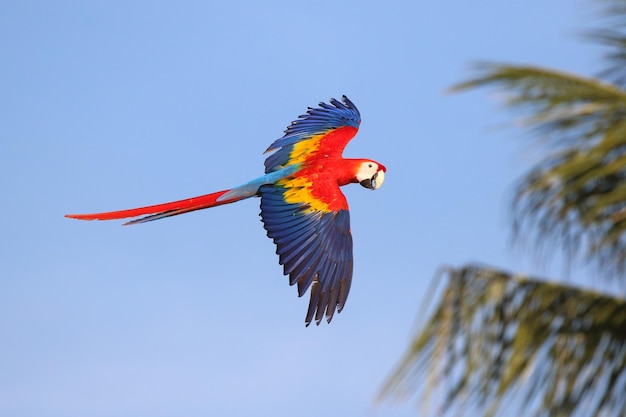 Le perroquet à l'ara rouge volant dans la forêt L'oiseau volant libre