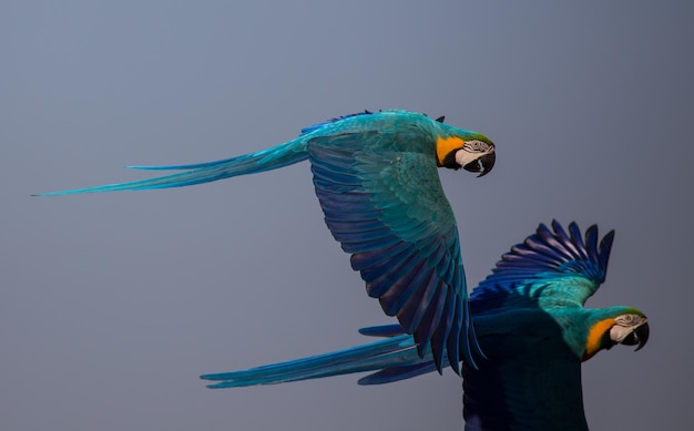 Perroquet Ara volant dans le ciel