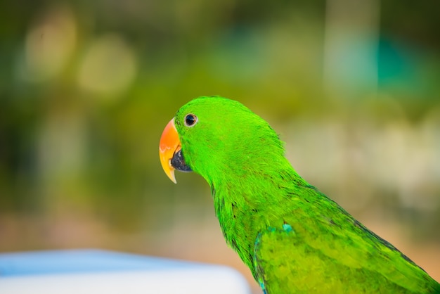 Perroquet, bel oiseau, animal et animal de compagnie au parc naturel