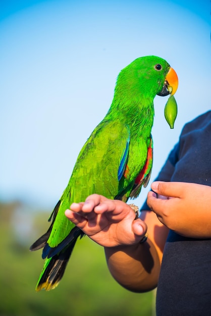 Perroquet, bel oiseau, animal et animal de compagnie au parc naturel