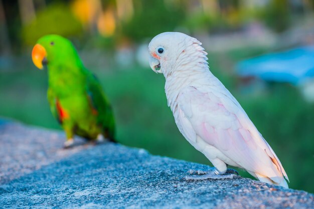 Perroquet, bel oiseau, animal et animal de compagnie au parc naturel