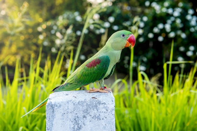 Perroquet, bel oiseau, animal et animal de compagnie