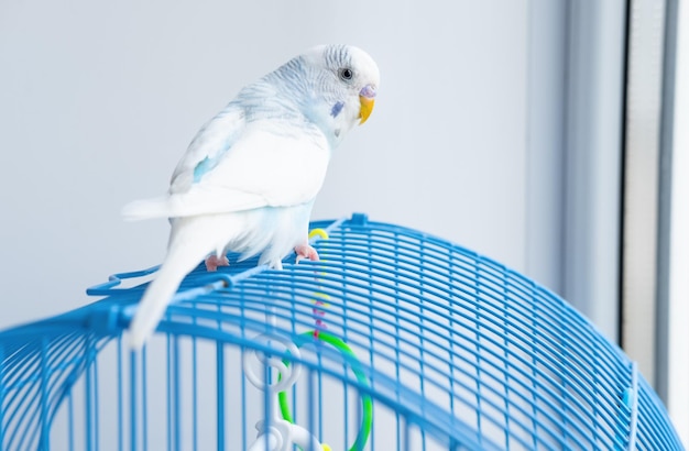 Un perroquet bleu ondulé est assis sur une cage