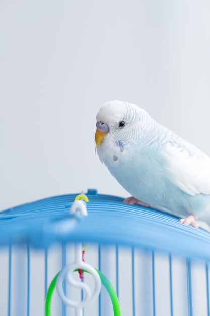 Un perroquet bleu ondulé est assis sur une cage