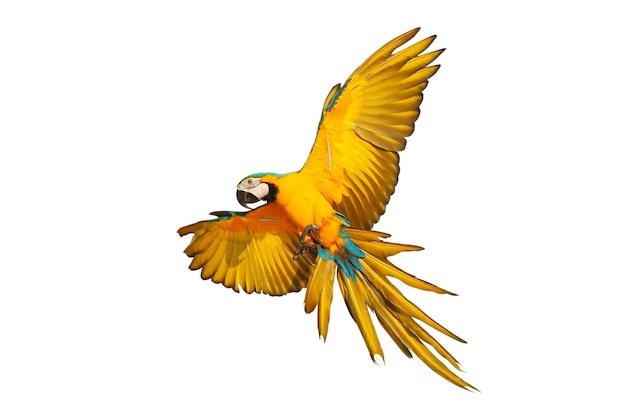 Un perroquet bleu et or volant coloré isolé sur un fond blanc
