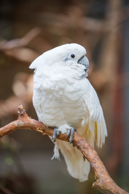 Photo perroquet cacatoès blanc dans la nature