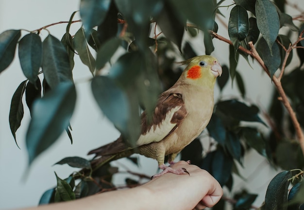 Le perroquet calopsitte est assis sur la main