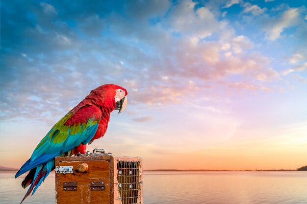 Photo perroquet chaîné cherchant la liberté.