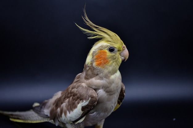 Perroquet cockatiel gros plan sur noir, perroquet cockatiel