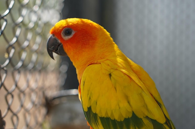 Perroquet coloré mis en cage dans une cage