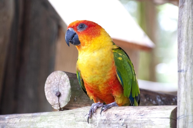 Un perroquet coloré qui détourne son regard