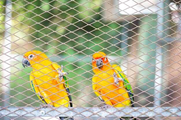 Le perroquet conure Aratinga solstitialis est assis sur une branche d'arbre dans une cage