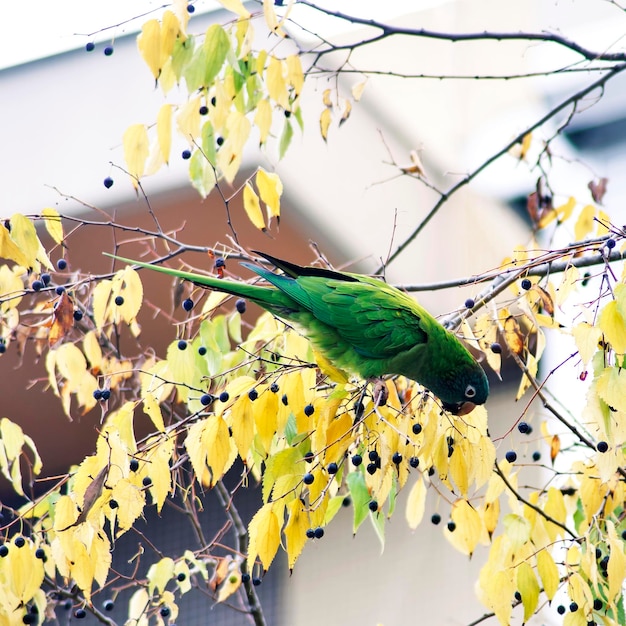 Un perroquet à couronne bleue est perché sur une branche avec des feuilles