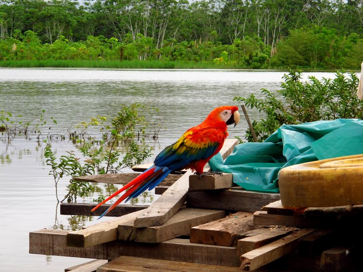 Photo perroquet dans le fleuve amazone pérou amérique du sud
