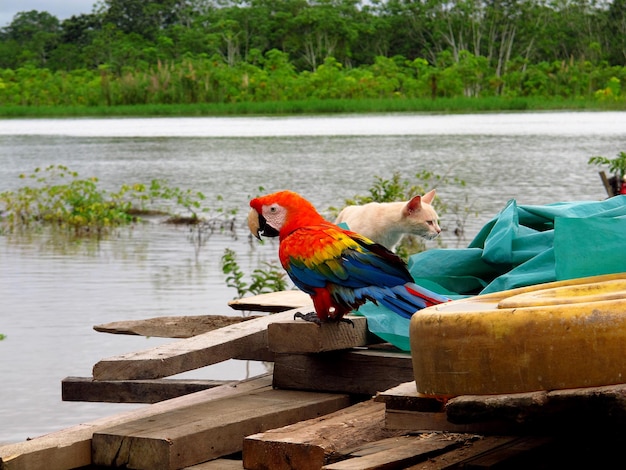 Perroquet dans le fleuve Amazone Pérou Amérique du Sud