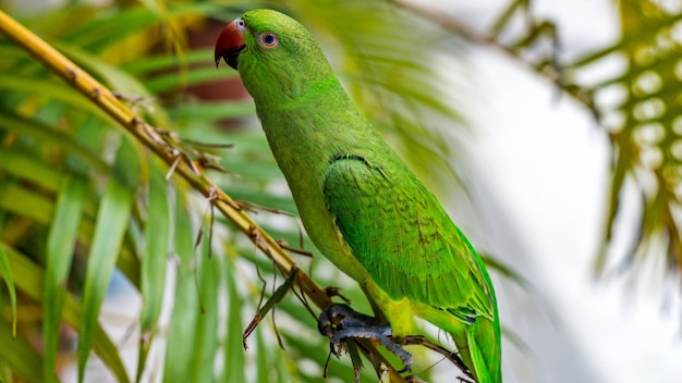 Perroquet Eclectus sur l'île. Maldives.