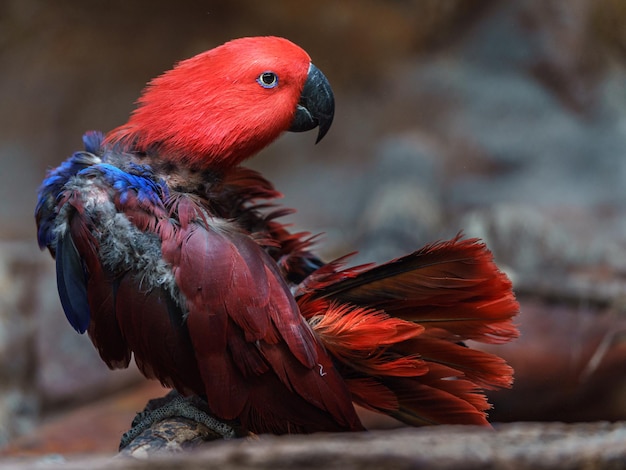 Perroquet eclectus