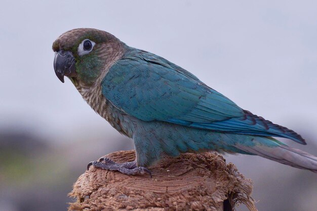 Un perroquet est perché sur un poteau en bois