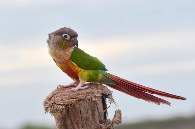 Un perroquet est perché sur un poteau en bois