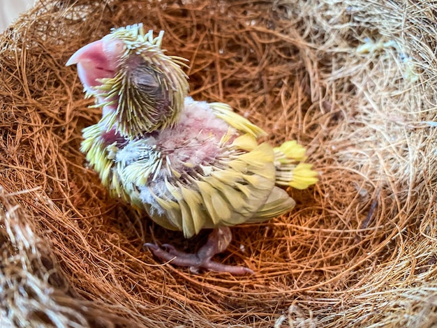 Perroquet Forpus nouveau-né dans le nid d'oiseau