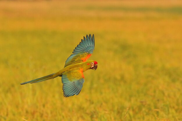 Le perroquet à front rouge coloré volant sur le champ de riz Oiseau volant libre