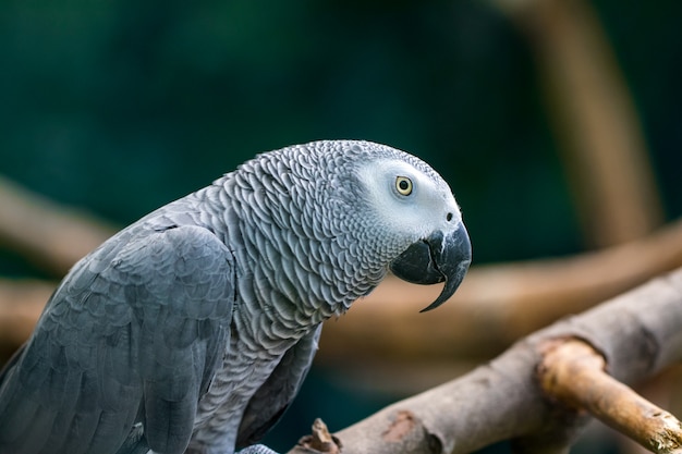 Un perroquet gris africain assis dans une branches en bois.