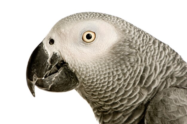 Perroquet gris d'Afrique - Psittacus erithacus en face sur un blanc isolé