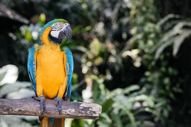 Photo un perroquet jaune bleu assis sur un bâton de bois