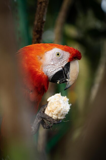 Un perroquet mange une fleur d'un arbre.