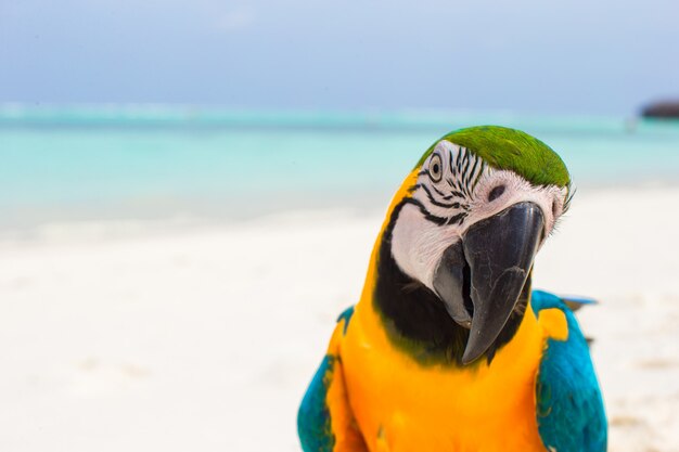 Perroquet mignon et coloré sur le sable blanc aux Maldives